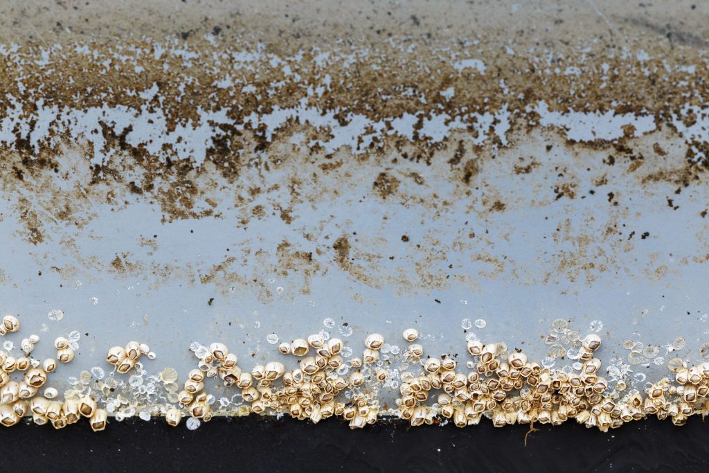 Close up of biofouling on hull of ship